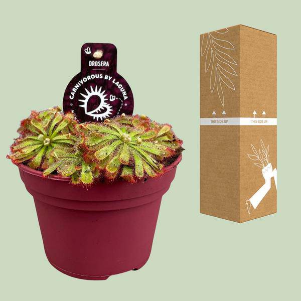 Drosera Aliciae – Sonnentau – Ø12cm – Fleischfressende Pflanze – Zimmerpflanze für Insektenabwehr & Dekoration – Pflegeleicht & faszinierend