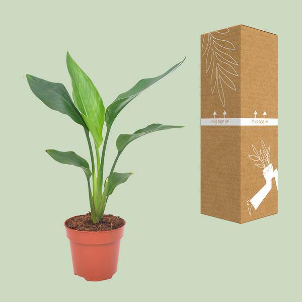 Paradiesvogelblume - Strelitzia Reginea - Zimmerpflanze - Ø12cm - ↕40cm