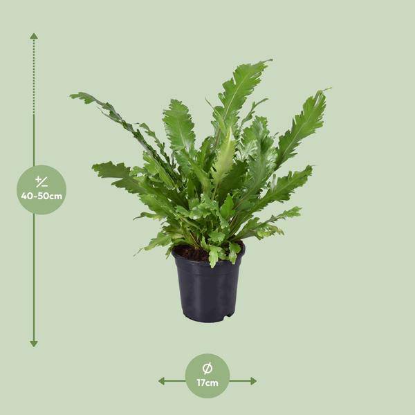 Nestfarn - Asplenium Nidus - Zimmerpflanze - Ø17cm - ↕45cm