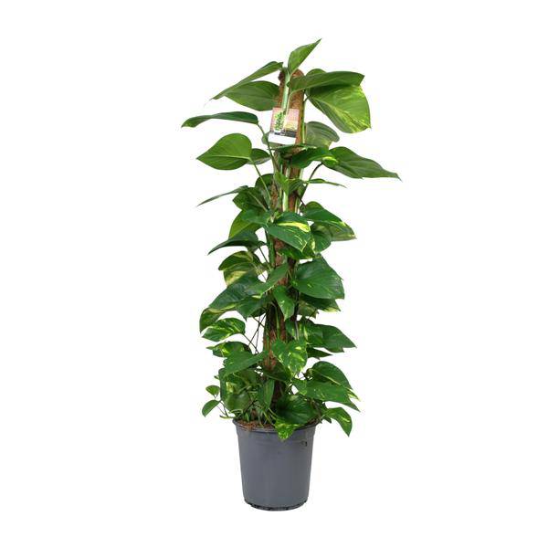 Efeutute Scindapsus Epipremnum – Zimmerpflanze – Ø24 cm Topf – Ca. 120 cm hoch – Pflegeleichte Kletterpflanze mit leuchtend grünem Laub – Ideal für Halbschatten – Fabien Pflanzen