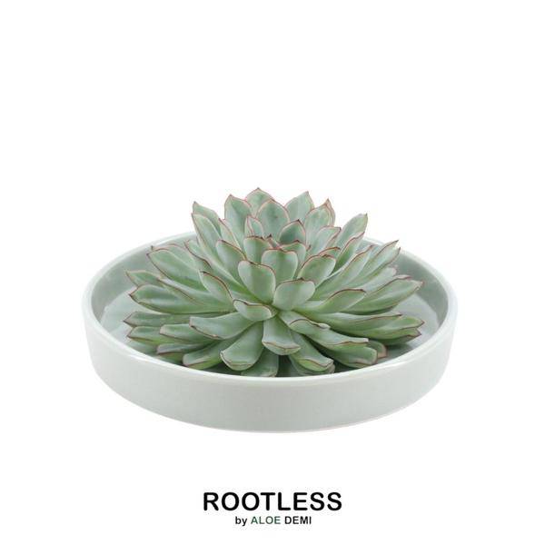 Sukkulente - Echeveria Pulidonis in Schale 'Grün' - Zimmerpflanze - Ø20cm - ↕5cm