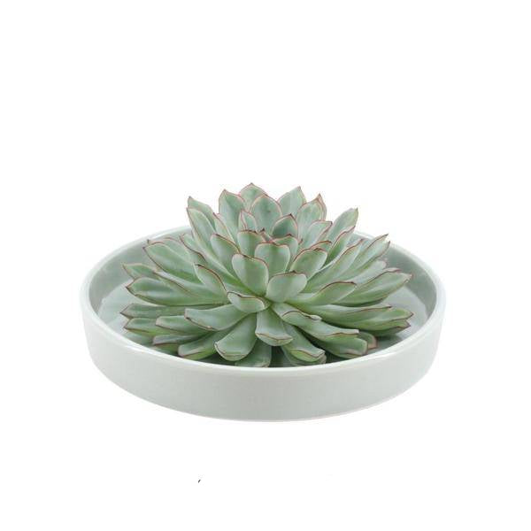 Sukkulente - Echeveria Pulidonis in Schale 'Grün' - Zimmerpflanze - Ø20cm - ↕5cm