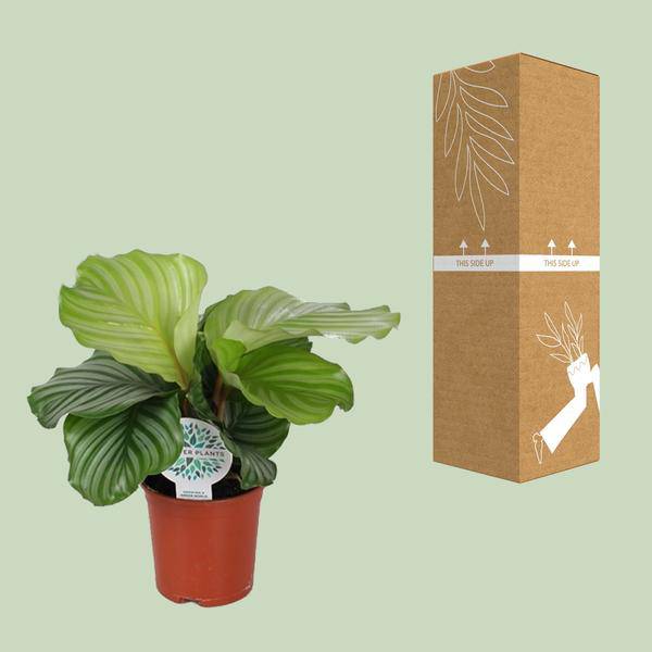 Korbmarante - Calathea Orbifolia - Zimmerpflanze - Ø14cm - ↕45cm