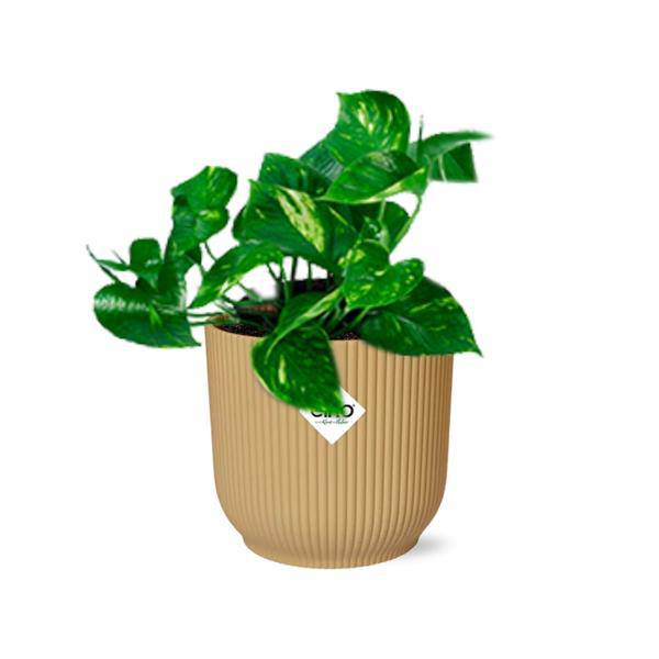Efeutute - Epipremnum Pinnatum 'Aureum' - Zimmerpflanze + Topf Vibes Fold 14cm Gelb