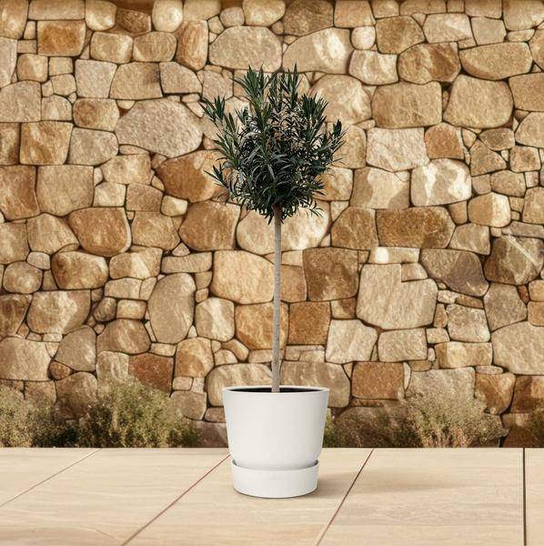 Rosenlorbeer – Nerium Oleander auf Stiel mit roter Blüte 170cm – Ø40cm – Mediterrane Kübelpflanze – Immergrüne Zierpflanze für Garten, Terrasse & Balkon – Pflegeleicht