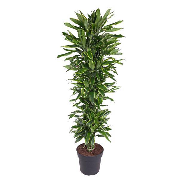 Drachenbaum - Dracaena Golden Coast - Zimmerpflanze - 170cm - ø34cm