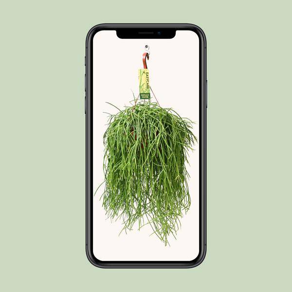 Korallenkaktus - Rhipsalis Baccifera Shaferi - Ø21cm - ↕60cm