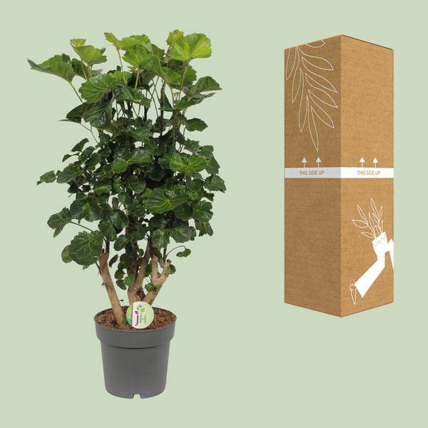 Fiederaralie - Polyscias Lemon - Zimmerpflanze - Ø19cm - ↕65cm