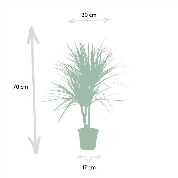 Drachenbaum Dracaena Marginata – Zimmerpflanze – ↕90cm – Ø17cm – Luftreinigende Grünpflanze – Pflegeleicht – Für Wohnzimmer, Büro & Schlafzimmer – Direkt aus der Gärtnerei