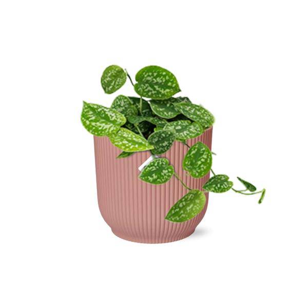 Efeutute - Scindapsus Pictus 'Argyraeus' - Zimmerpflanze + Topf Vibes Fold 14cm Rosa