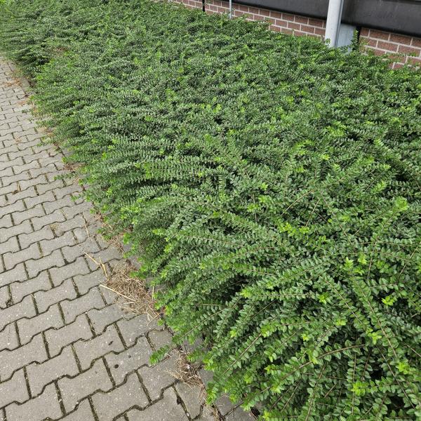 Heckenmyrthe - Lonicera nit. 'Maigrün' - ↕10-25cm - Ø9cm - 60 Stück
