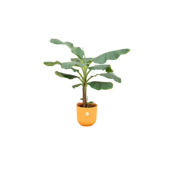 Bananenpflanze - Musa - Zimmerpflanze - Ø23cm - ↨120 cm + Topf Jazz Gelb