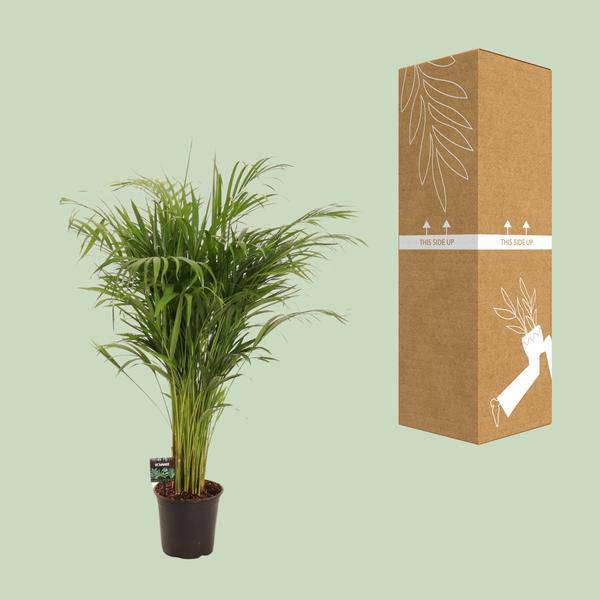 Goldfruchtpalme - Dypsis Lutescens - Zimmerpflanze - Ø21cm - ↕110cm