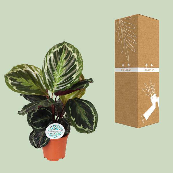 Korbmarante (Calathea Medaillon) – Zimmerpflanze im Ø14cm Topf – ca. 45cm hoch – Exotische Blattpflanze mit lebhaften Mustern – Pflegeleicht im Halbschatten