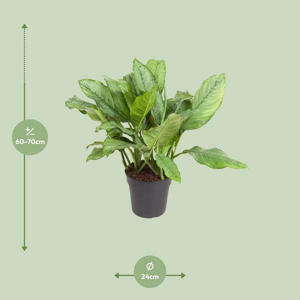 Kolbenfaden - Aglaonema B.J, Freedman - Zimmerpflanze - Ø24cm - ↕70cm