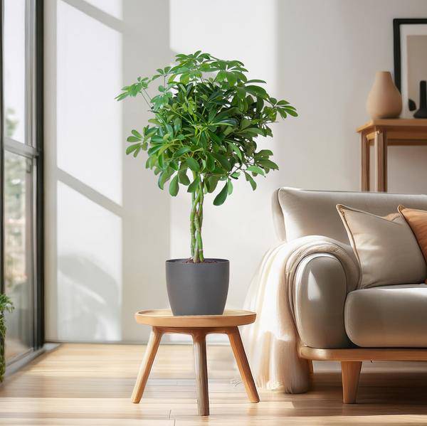 Schefflera Arb Nora â Strahlenaralie â Zimmerpflanze + Topf Viber Grau â â70cm â Ă21cm â Kletterpflanze mit auffĂ€lligen HandblĂ€ttern â Pflegeleicht & dekorativ fĂŒr InnenrĂ€umeÂ