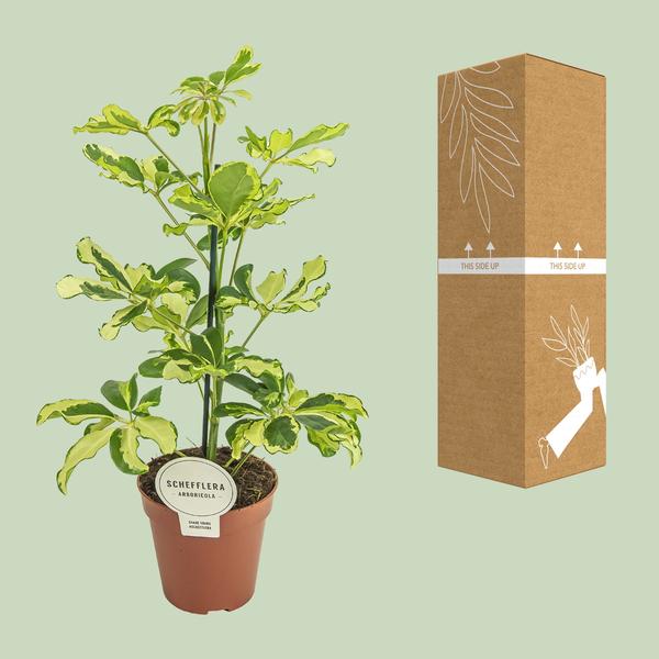 Strahlenaralie - Schefflera Charlotte - Zimmerpflanze - Ø13cm - ↕45cm