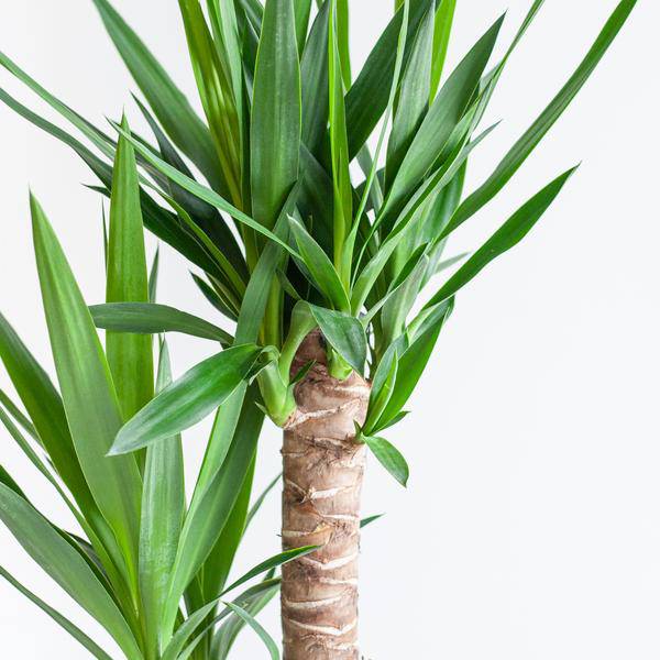 Dracaena Janet Lind 95cm – Drachenbaum Zimmerpflanze Ø21cm – pflegeleichte luftreinigende Grünpflanze im nachhaltigen Jutekorb Lissabon Weiß – dekorativer Blickfang für Zuhause & Büro