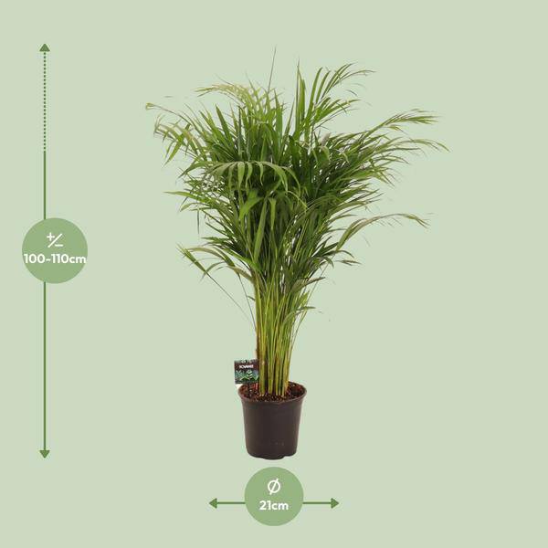Goldfruchtpalme - Dypsis Lutescens - Zimmerpflanze - Ø21cm - ↕110cm