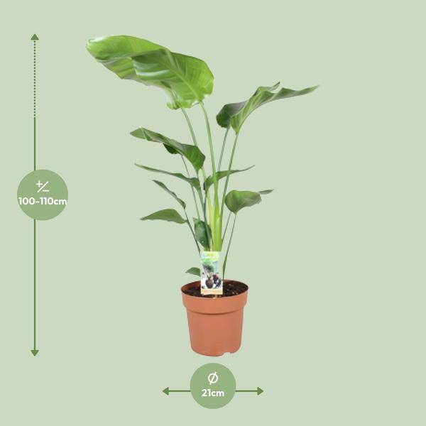 Baum-Strelitzie - Strelitzia Nicolai - Zimmerpflanze - Ø21cm - ↕90cm