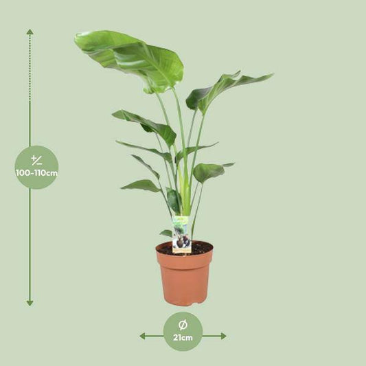 Baum-Strelitzie - Strelitzia Nicolai - Zimmerpflanze - Ø21cm - ↕90cm