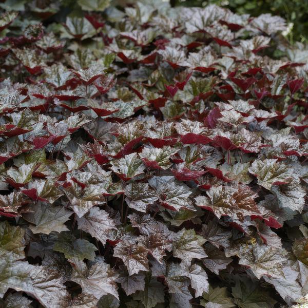 Purpurglöckchen - Heuchera mic. 'Palast Lila' - ↕10-25cm - Ø9cm - 40 Stück