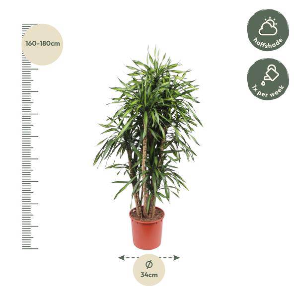 Drachenbaum - Dracaena Riki - Zimmerpflanze - 170cm - ø34cm