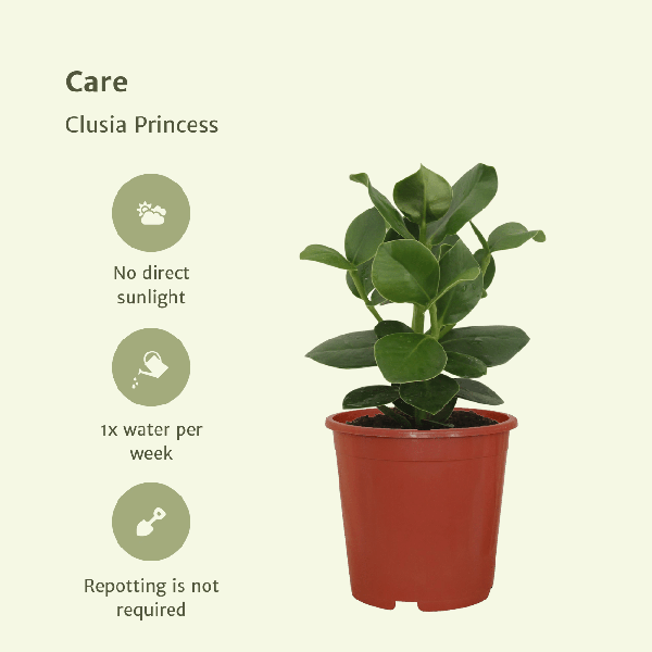 Signaturbaum - Clusia Princess - Zimmerpflanze - Ø12cm - ↕15cm - 2 Stück