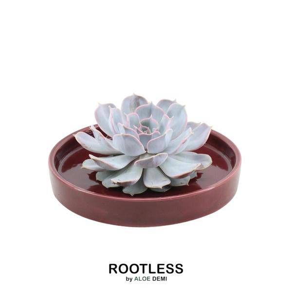 Sukkulente - Echeveria Lilacina in Schale 'Rot' - Zimmerpflanze - Ø20cm - ↕5cm