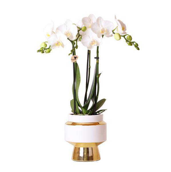 Weiße Phalaenopsis Orchidee Amabilis – 2–3 Zweige – Ø9cm Le Chic Deko-Topf – Gold mit weißen Details – Blühende Zimmerpflanze – 40cm hoch