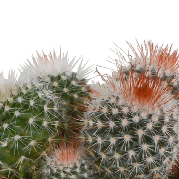 Kaktus - Bolcactus - Mix - 8,5 cm - Zimmerpflanze - in weißem Topf