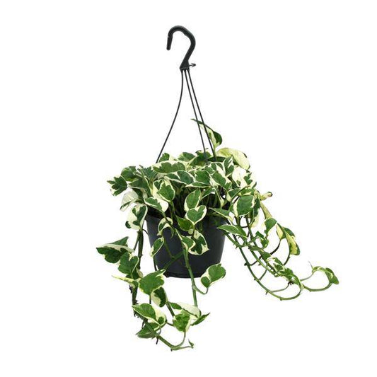 Gefleckte Efeutute - Scindapsus Epipremnum N'Joy - Zimmerpflanze - Ø15cm - ↕35cm
