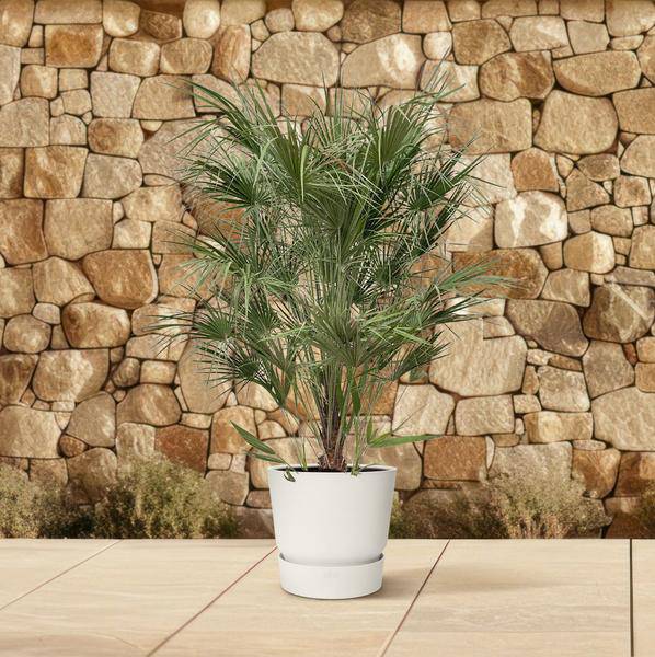 Grüne Zwergpalme - Chamaerops Humilis - 170cm - ø30cm