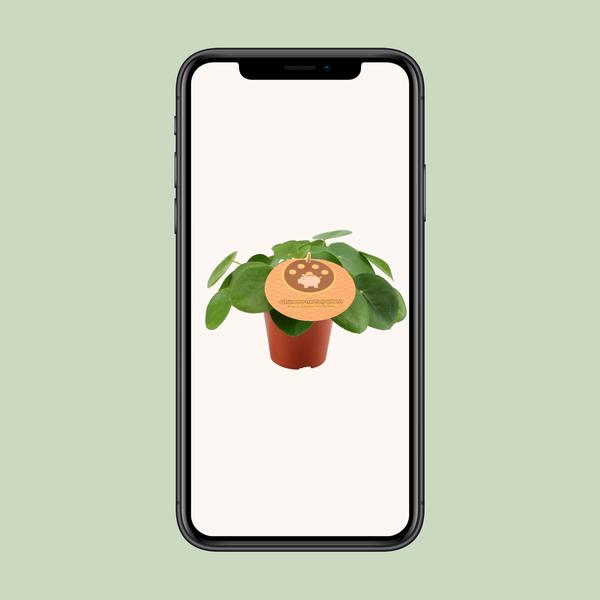 Chinesischer Geldbaum - Pilea Peperomioides - Zimmerpflanze - Ø12cm - ↕20cm