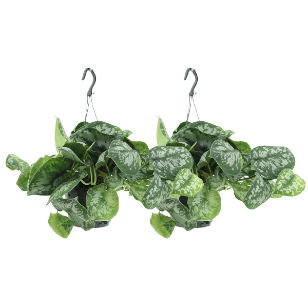 Efeutute - Scindapsus Pictus Trebie Epipremnum - Ø15cm - ↕25cm - 2 Stück
