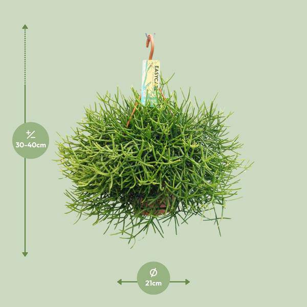 Peitschenkaktus - Rhipsalis Heteroclada - Zimmerpflanze - Ø21cm - ↕40cm