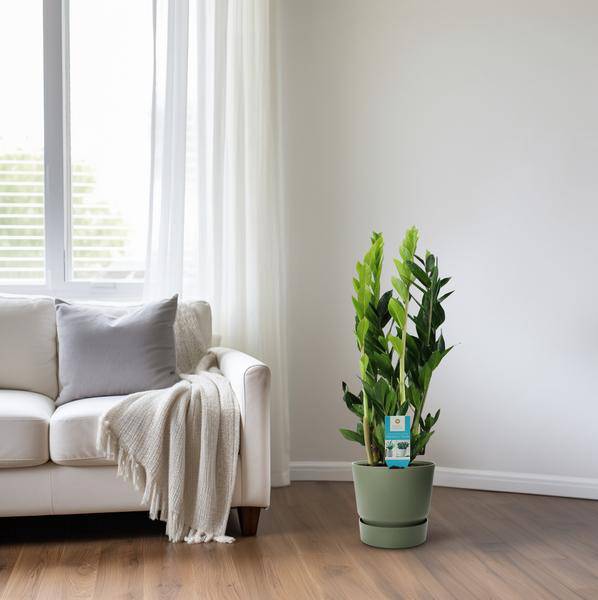 Glücksfeder - Zamioculcas Zamiifolia - Zimmerpflanze - Ø17cm - ↕65cm