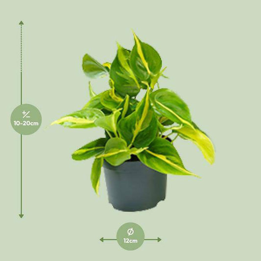 Philodendron Scandens Brasil – Zimmerpflanze – Ø 12 cm – Höhe ca. 20 cm – Glänzende Blätter – Pflegeleicht & Halbschatten-Liebhaber