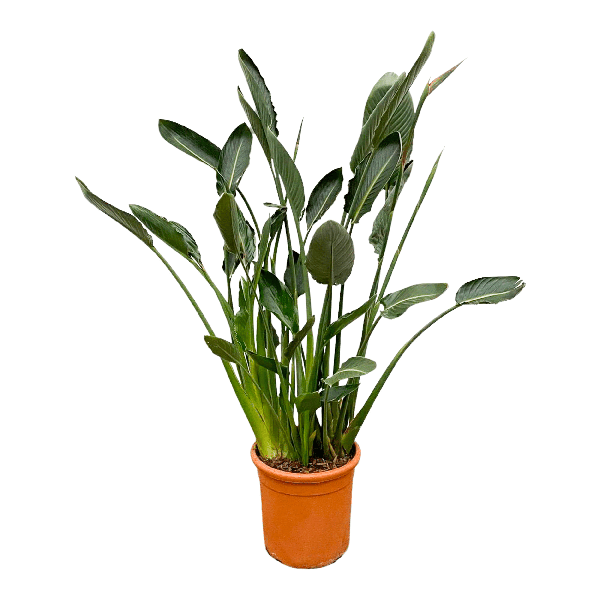 Strelitzia Reginae - Paradiesvogelblume - Zimmerpflanze - 160cm - ⌀30cm