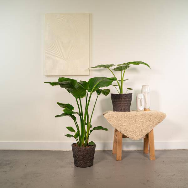 Pflanzenset - Strelitzia Nicolai - Ø19cm - ↕85cm + Alocasia Macrorrhiza - Ø19cm - ↕70cm