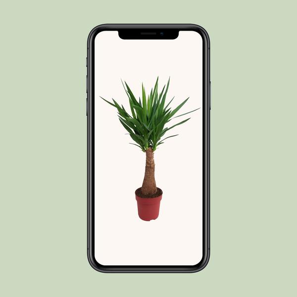 Palmlilie - Yucca - Maya-Baum - mehrstielig - Zimmerpflanze - Ø21cm - ↕100cm