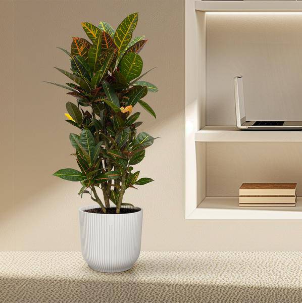 Codiaeum Croton Petra – Wunderstrauch – Bunte Zimmerpflanze mit farbenfrohen Blättern – Ø21cm – ↕100cm