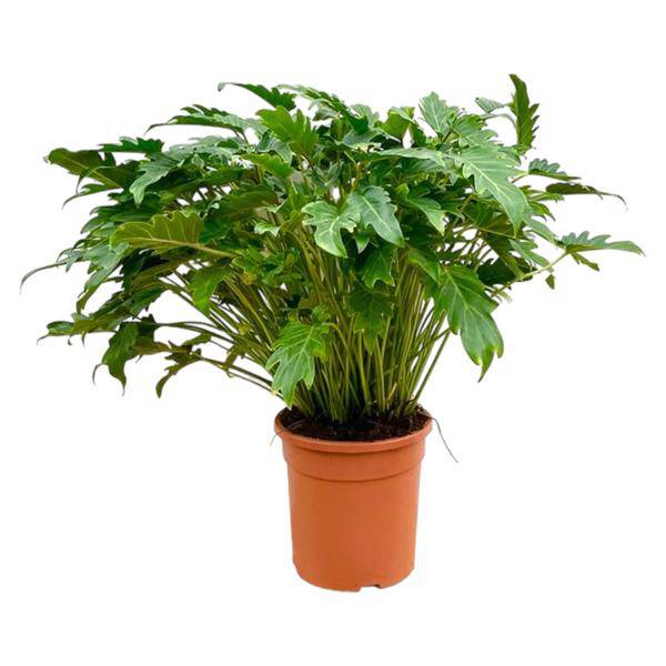 Baumfreund - Philodendron Xanadu - Zimmerpflanze - 80cm - Ø27cm