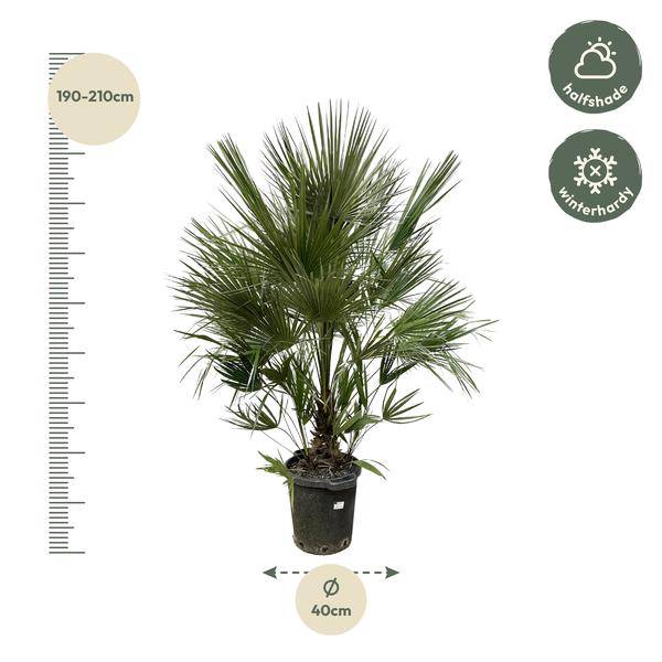 Grüne Zwergpalme - Chamaerops Humilis - 200cm - ø40cm