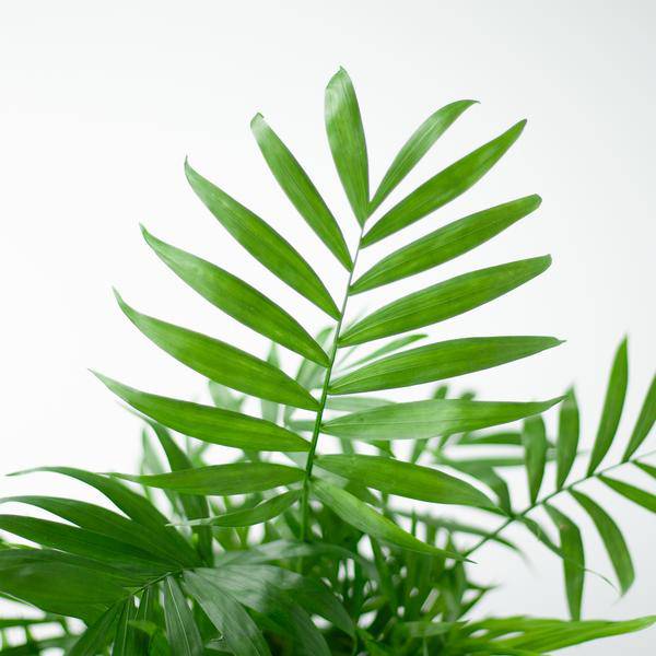 Chamadorea Elegans Mexikanische Bergpalme – Zimmerpflanze ca. 55cm – Ø17cm – Im nachhaltigen Viber Weiß Topf – Elegante, pflegeleichte Zimmerpalme