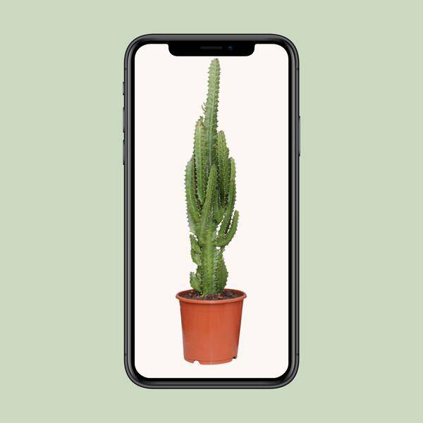 Dreikantige Wolfsmilch - Euphorbia Trigona - Zimmerpflanze - Ø17cm - ↕70cm