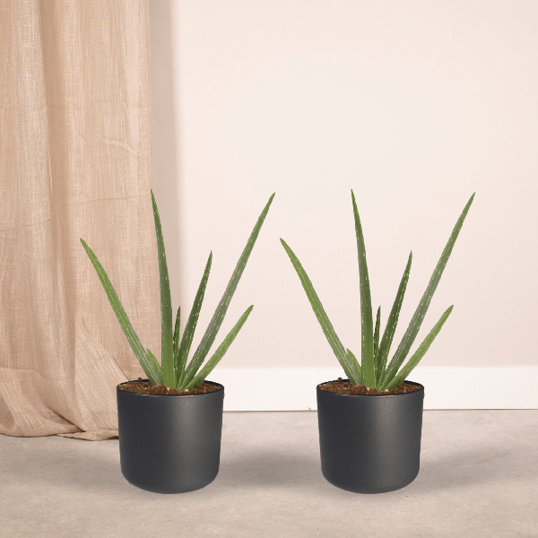 Sukkulente - Aloe Vera - 40cm - ø12cm - Zimmerpflanze - 2 Stück