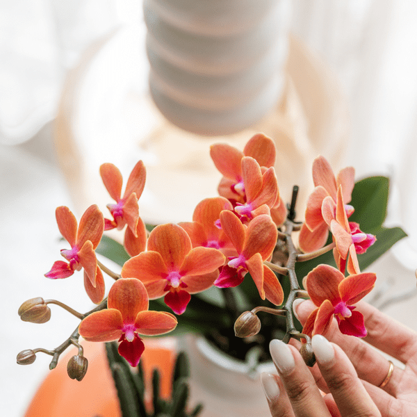 Orange Phalaenopsis Orchidee Bolzano mit 2-3 Stielen im SternFisch Blumentopf Ø9cm – Zimmerpflanze im maritimen Design für Wohnzimmer Büro Deko