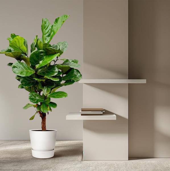 Geigenfeige – Ficus Lyrata – Zimmerpflanze – 150cm – Ø24cm – tropische Grünpflanze mit großen dekorativen Blättern