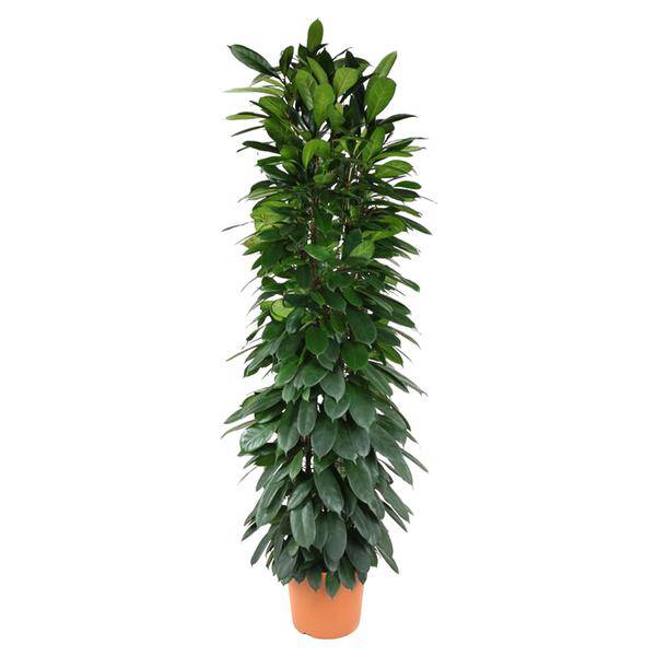 Gummibaum - Ficus Cyathistipula - 200cm - ø35cm